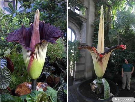 生命力最顽强的植物：世上10大最奇特植物（图文）