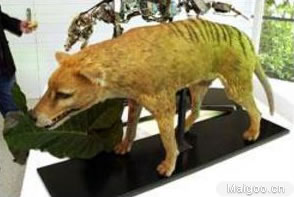 全球十大神秘动物：10大世界最神秘动物排名