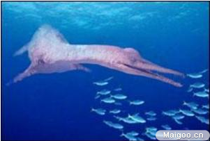 全球十大神秘动物：10大世界最神秘动物排名