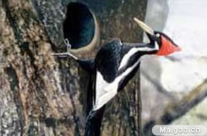 全球十大神秘动物：10大世界最神秘动物排名