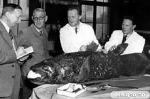 全球十大神秘动物：10大世界最神秘动物排名