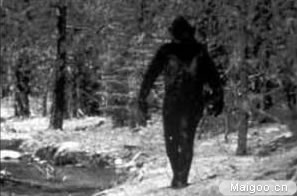 全球十大神秘动物：10大世界最神秘动物排名