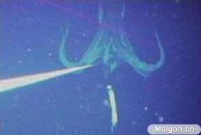 全球十大神秘动物：10大世界最神秘动物排名