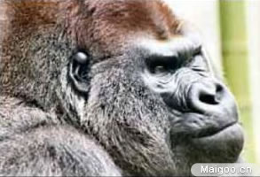 全球十大神秘动物：10大世界最神秘动物排名