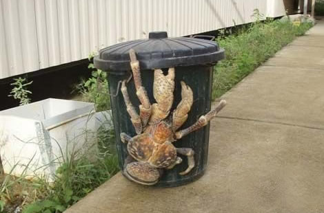 地球上10大怪异动物：真实存在的十大怪异动物