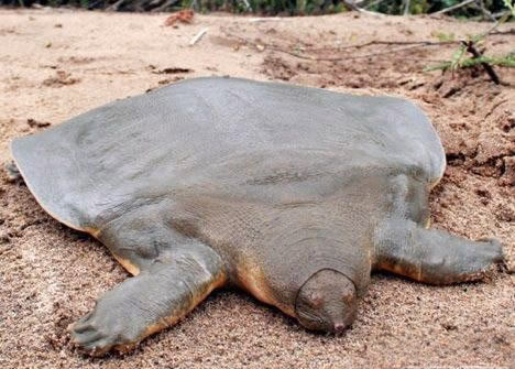 地球上10大怪异动物：真实存在的十大怪异动物