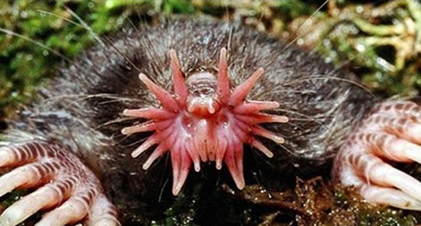 地球上10大怪异动物：真实存在的十大怪异动物