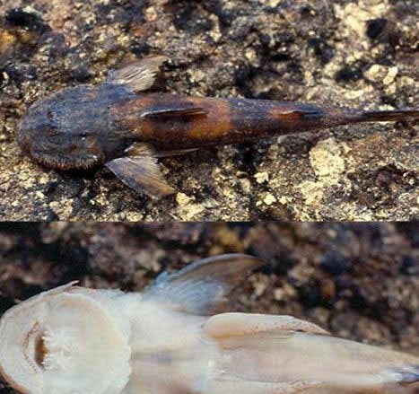 地球上10大怪异动物：真实存在的十大怪异动物