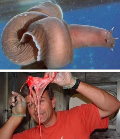 地球上10大怪异动物：真实存在的十大怪异动物