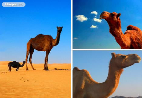 生命力最强的动物：十大生命力最强的动物排行