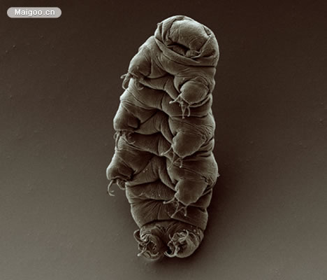 生命力最强的动物：十大生命力最强的动物排行