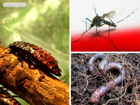 生命力最强的动物：十大生命力最强的动物排行