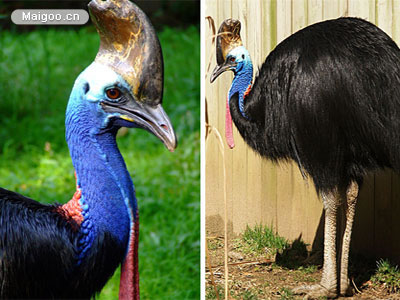 生命力最强的动物：十大生命力最强的动物排行