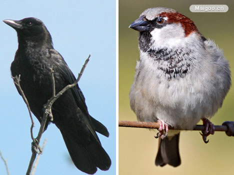 生命力最强的动物：十大生命力最强的动物排行