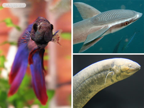 生命力最强的动物：十大生命力最强的动物排行