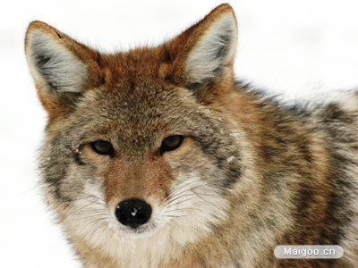 生命力最强的动物：十大生命力最强的动物排行