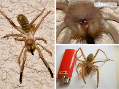 生命力最强的动物：十大生命力最强的动物排行