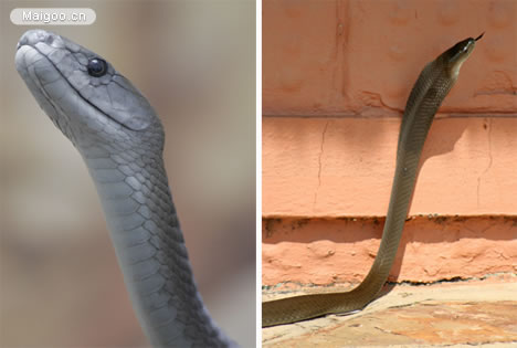 生命力最强的动物：十大生命力最强的动物排行
