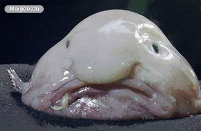 世界上最奇葩的生物：10大古怪奇葩生物真实面目