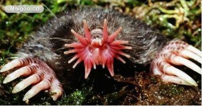 世界上最奇葩的生物：10大古怪奇葩生物真实面目