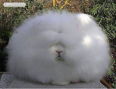 世界上最奇葩的生物：10大古怪奇葩生物真实面目