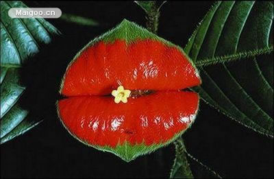 世界上最奇葩的生物：10大古怪奇葩生物真实面目