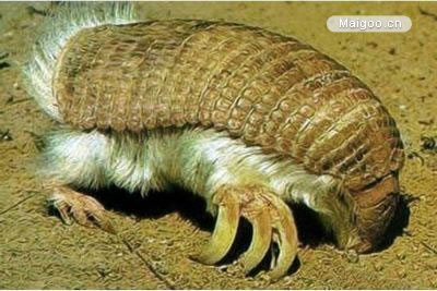 世界上最奇葩的生物：10大古怪奇葩生物真实面目