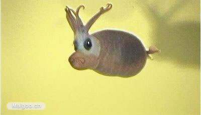 世界上最奇葩的生物：10大古怪奇葩生物真实面目