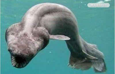 世界上最奇葩的生物：10大古怪奇葩生物真实面目