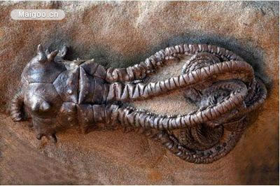 世界上最奇葩的生物：10大古怪奇葩生物真实面目