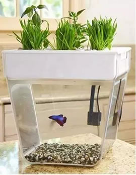 世界上最奇葩的东西：26个奇葩东西大揭秘（组图）