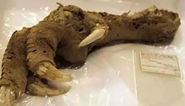 世界上最奇葩的东西：26个奇葩东西大揭秘（组图）