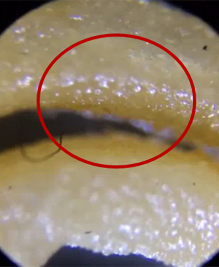 方便面放大:方便面放大一千倍结果吓出一身冷汗