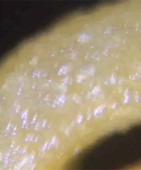 方便面放大:方便面放大一千倍结果吓出一身冷汗