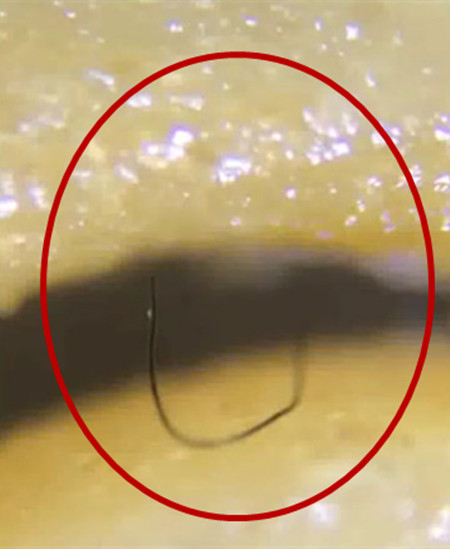 方便面放大:方便面放大一千倍结果吓出一身冷汗