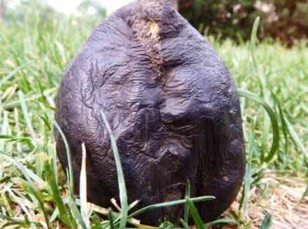 【珍贵药材】真菌药材：想买都买不到的黄金药材