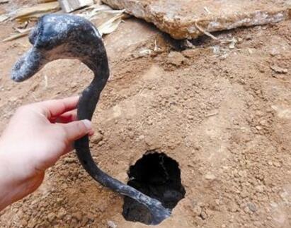 【珍贵药材】真菌药材：想买都买不到的黄金药材