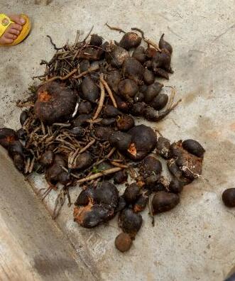 【珍贵药材】真菌药材：想买都买不到的黄金药材