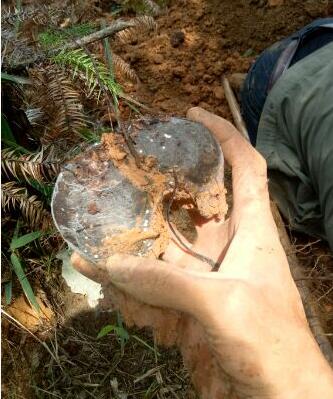 【珍贵药材】真菌药材：想买都买不到的黄金药材