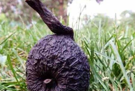 【珍贵药材】真菌药材：想买都买不到的黄金药材