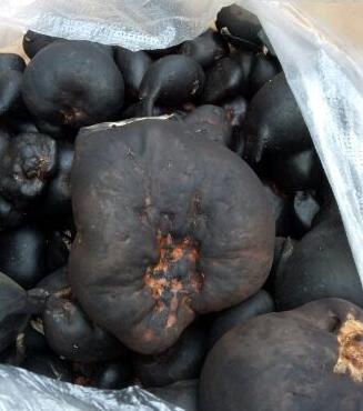 【珍贵药材】真菌药材：想买都买不到的黄金药材