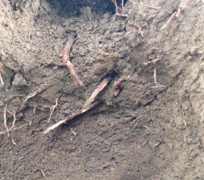 【珍贵药材】真菌药材：想买都买不到的黄金药材