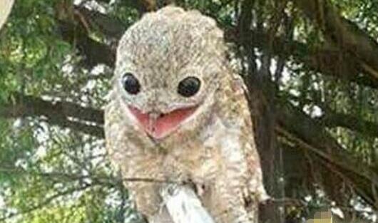 农夫意外捕获怪鸟 看清后吓得腿软