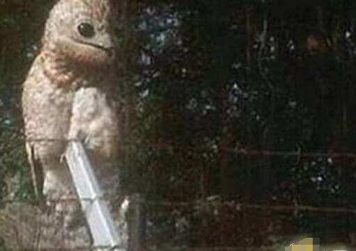 农夫意外捕获怪鸟 看清后吓得腿软