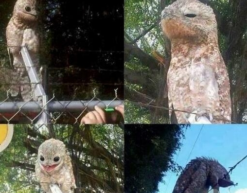 农夫意外捕获怪鸟 看清后吓得腿软