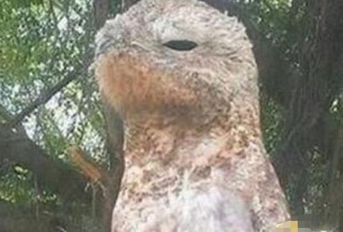 农夫意外捕获怪鸟 看清后吓得腿软