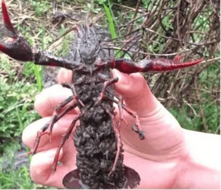 男子捉到大龙虾，翻过一看赶紧丢回了水里