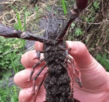 男子捉到大龙虾，翻过一看赶紧丢回了水里