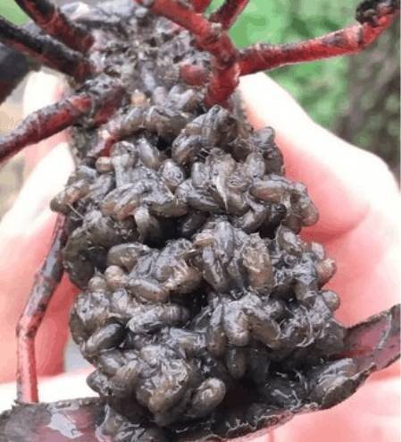 男子捉到大龙虾，翻过一看赶紧丢回了水里