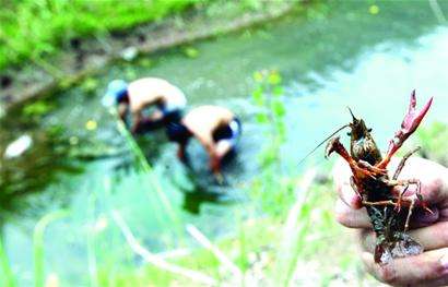 男子捉到大龙虾，翻过一看赶紧丢回了水里